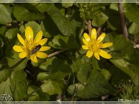 2013-04 Lente in Wezep
